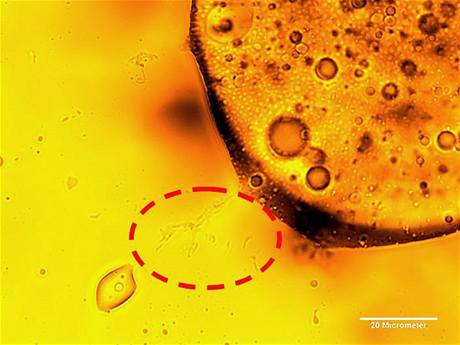 Nov objevený druh mikrob rozkládající ropu (v erveném krouku)